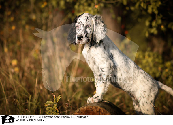 English Setter Puppy / LB-01114