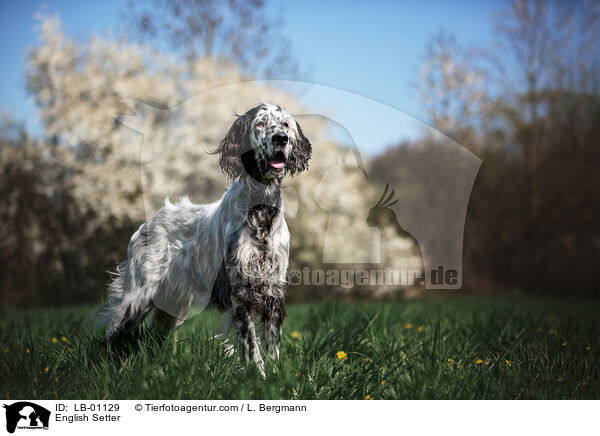 English Setter / English Setter / LB-01129