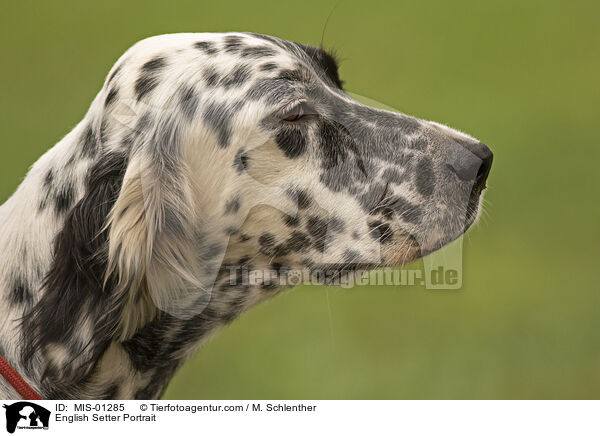 English Setter Portrait / MIS-01285