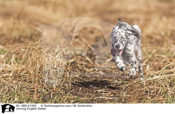 running English Setter / MIS-01300