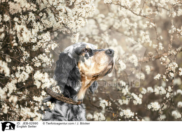 English Setter / JEB-02990