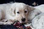 English Setter Puppy