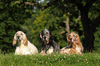 3 English Setter