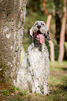 sitting English Setter