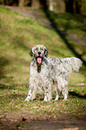 standing English Setter