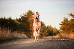 running English Setter