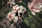 English Setter