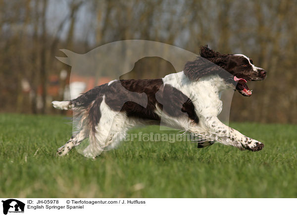 English Springer Spaniel / English Springer Spaniel / JH-05978