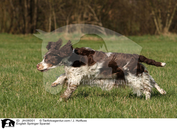 English Springer Spaniel / English Springer Spaniel / JH-06001