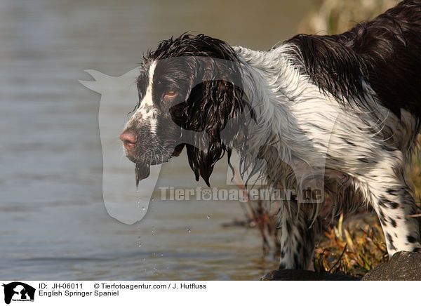 English Springer Spaniel / English Springer Spaniel / JH-06011