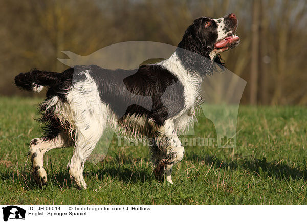 English Springer Spaniel / English Springer Spaniel / JH-06014