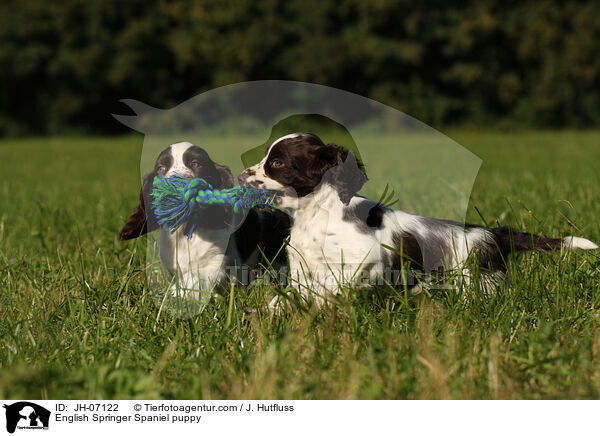 English Springer Spaniel Welpe / English Springer Spaniel puppy / JH-07122