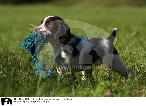 English Springer Spaniel Welpe / English Springer Spaniel puppy / JH-07130