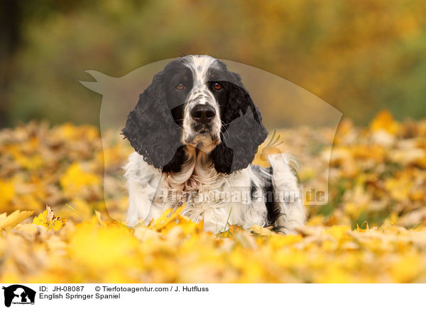 English Springer Spaniel / JH-08087