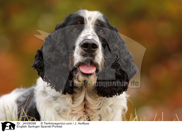 English Springer Spaniel Portrait / English Springer Spaniel Portrait / JH-08098