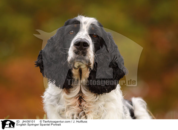 English Springer Spaniel Portrait / English Springer Spaniel Portrait / JH-08101