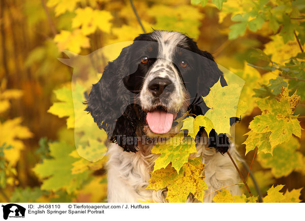 English Springer Spaniel Portrait / English Springer Spaniel Portrait / JH-08110