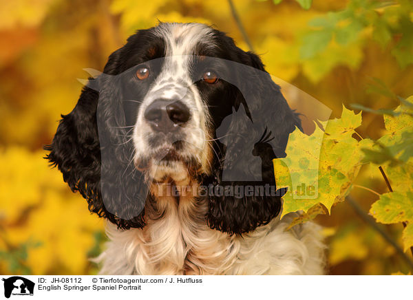 English Springer Spaniel Portrait / JH-08112