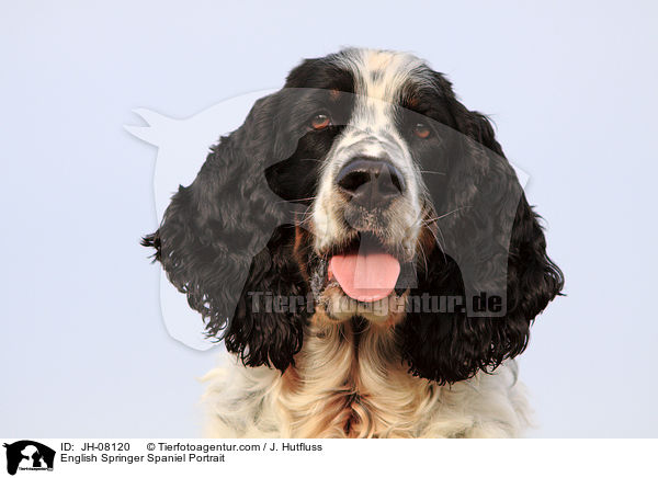 English Springer Spaniel Portrait / JH-08120