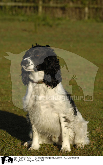 English Springer Spaniel / CD-01739