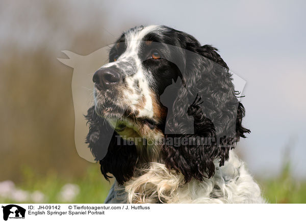 English Springer Spaniel Portrait / English Springer Spaniel Portrait / JH-09142