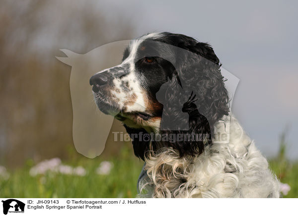 English Springer Spaniel Portrait / English Springer Spaniel Portrait / JH-09143