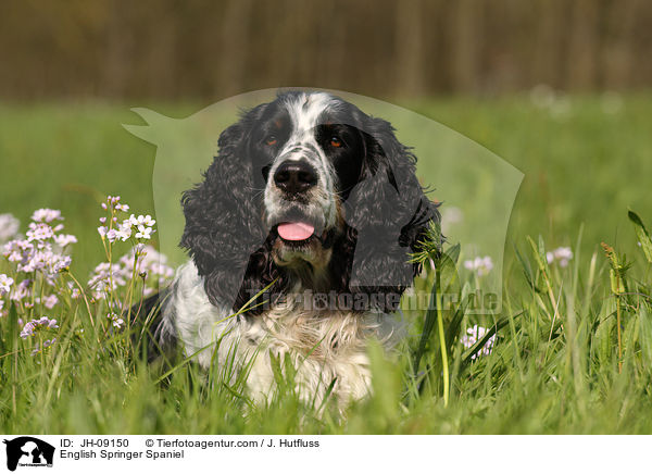 English Springer Spaniel / English Springer Spaniel / JH-09150