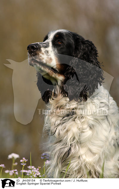 English Springer Spaniel Portrait / English Springer Spaniel Portrait / JH-09154