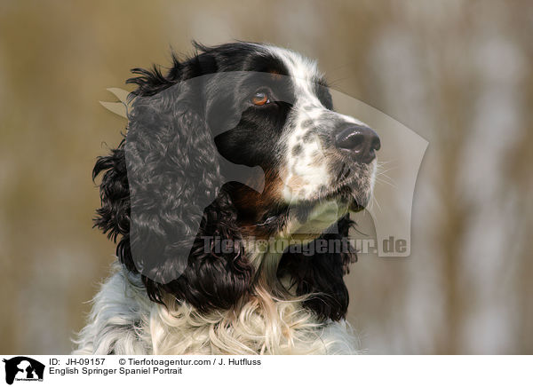 English Springer Spaniel Portrait / English Springer Spaniel Portrait / JH-09157