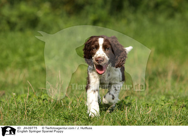 English Springer Spaniel Welpe / English Springer Spaniel Puppy / JH-09775