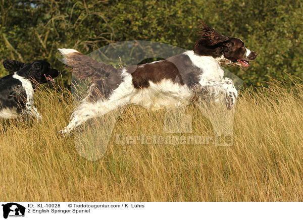 2 English Springer Spaniel / 2 English Springer Spaniel / KL-10028