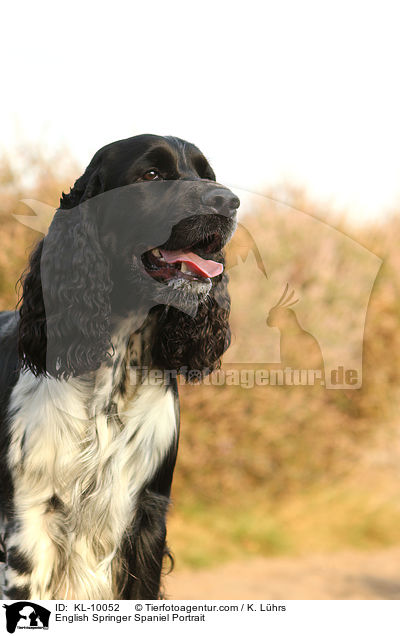 English Springer Spaniel Portrait / English Springer Spaniel Portrait / KL-10052