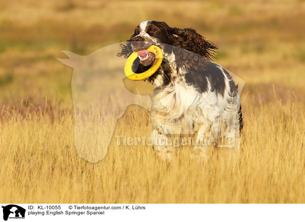 spielender English Springer Spaniel / playing English Springer Spaniel / KL-10055