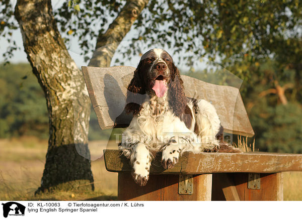 liegender English Springer Spaniel / lying English Springer Spaniel / KL-10063