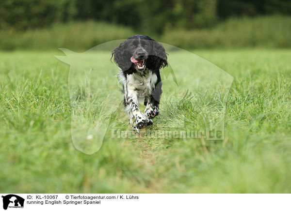 rennender English Springer Spaniel / running English Springer Spaniel / KL-10067