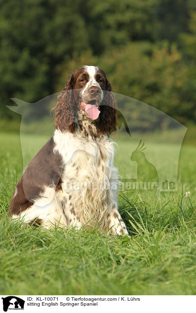 sitzender English Springer Spaniel / sitting English Springer Spaniel / KL-10071