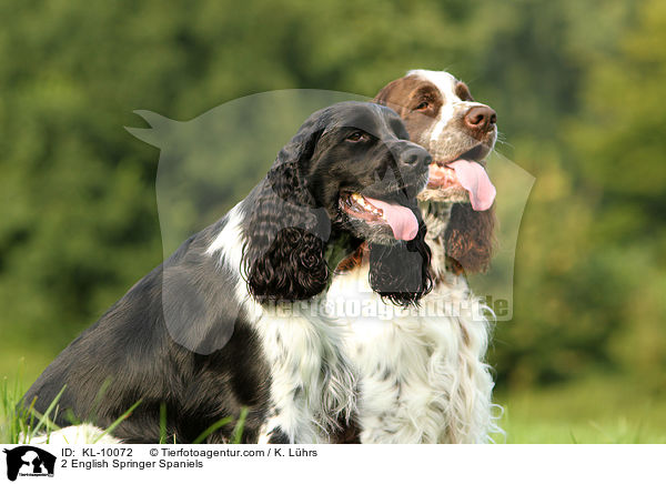 2 English Springer Spaniels / 2 English Springer Spaniels / KL-10072