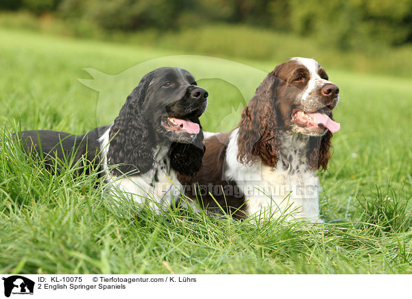 2 English Springer Spaniels / 2 English Springer Spaniels / KL-10075