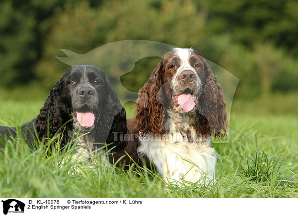 2 English Springer Spaniels / 2 English Springer Spaniels / KL-10076