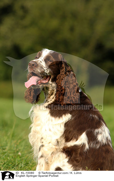 English Springer Spaniel Portrait / English Springer Spaniel Portrait / KL-10080