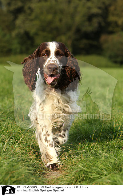 rennender English Springer Spaniel / running English Springer Spaniel / KL-10083