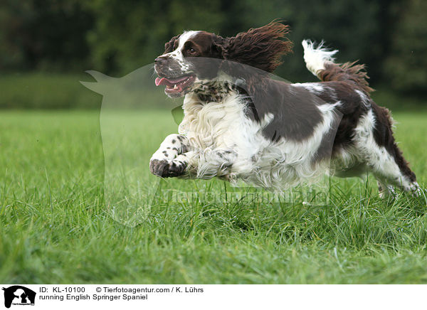 rennender English Springer Spaniel / running English Springer Spaniel / KL-10100