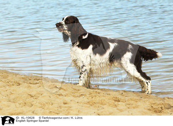 English Springer Spaniel / English Springer Spaniel / KL-10628