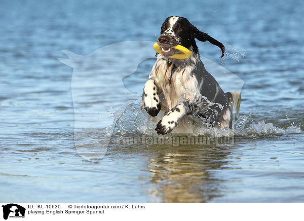 spielender English Springer Spaniel / playing English Springer Spaniel / KL-10630