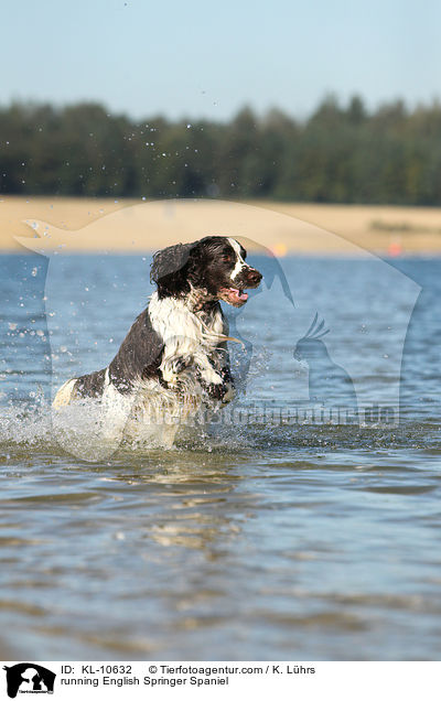 rennender English Springer Spaniel / running English Springer Spaniel / KL-10632