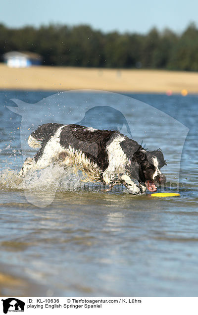 spielender English Springer Spaniel / playing English Springer Spaniel / KL-10636