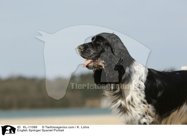 English Springer Spaniel Portrait / English Springer Spaniel Portrait / KL-11086