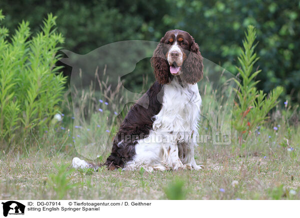 sitzender English Springer Spaniel / sitting English Springer Spaniel / DG-07914