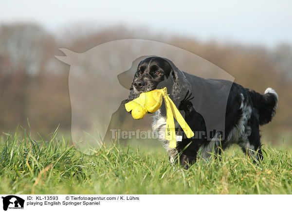 spielender English Springer Spaniel / playing English Springer Spaniel / KL-13593