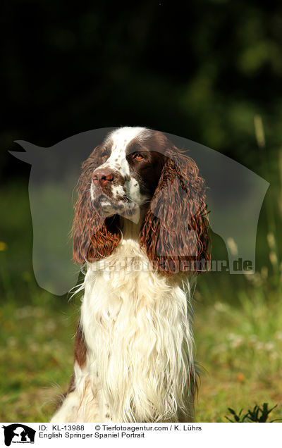 English Springer Spaniel Portrait / English Springer Spaniel Portrait / KL-13988